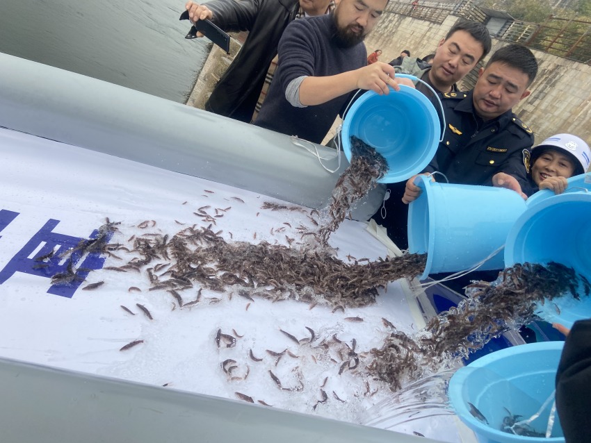 放流活動(dòng)現(xiàn)場。宜賓市廣播電視臺(tái)供圖