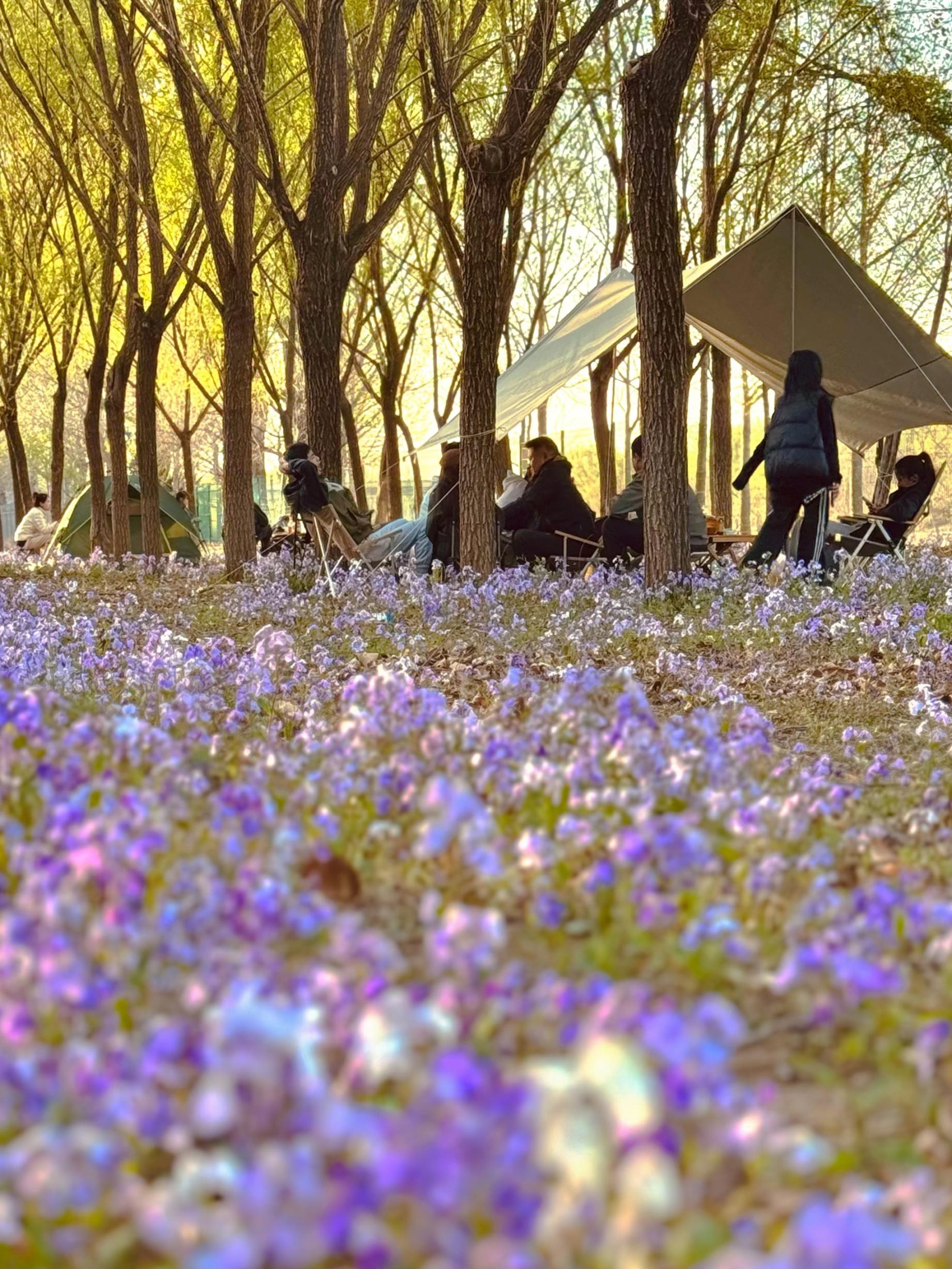 清明假期期間，范女士一家在北京溫榆河邊露營。受訪者供圖
