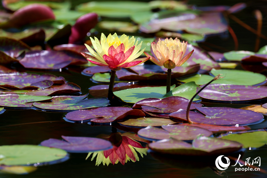 雙色睡蓮與翠綠的蓮葉、清澈的池水相映成畫(huà)。人民網(wǎng)記者 陳博攝 雙色睡蓮與翠綠的蓮葉、清澈的池水相映成畫(huà)。人民網(wǎng)記者 陳博攝