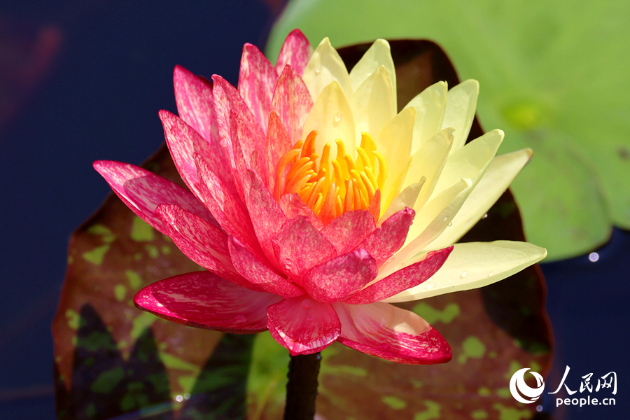 廈門(mén)海灣公園中,雙色睡蓮嬌艷欲滴。人民網(wǎng)記者 陳博攝 廈門(mén)海灣公園中,雙色睡蓮嬌艷欲滴。人民網(wǎng)記者 陳博攝