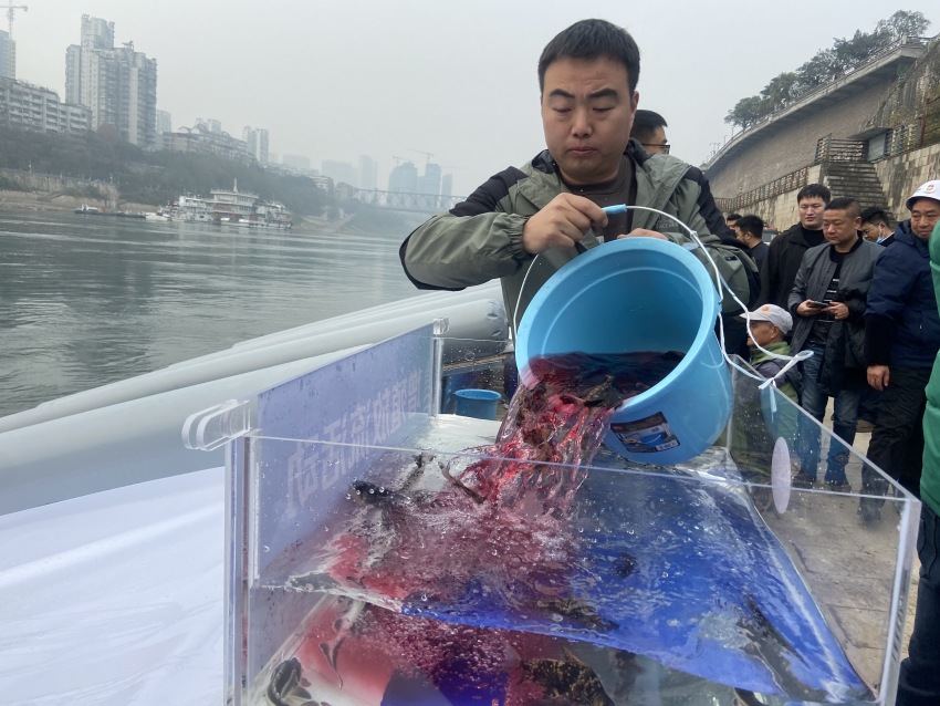 放流活動(dòng)現(xiàn)場。宜賓市廣播電視臺(tái)供圖