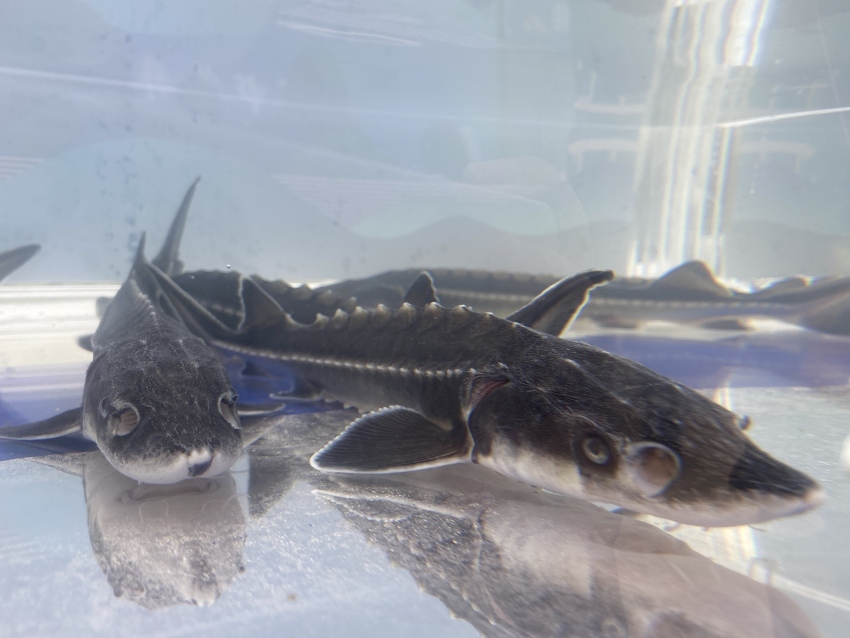 珍稀魚種——長江鱘。宜賓市廣播電視臺(tái)供圖