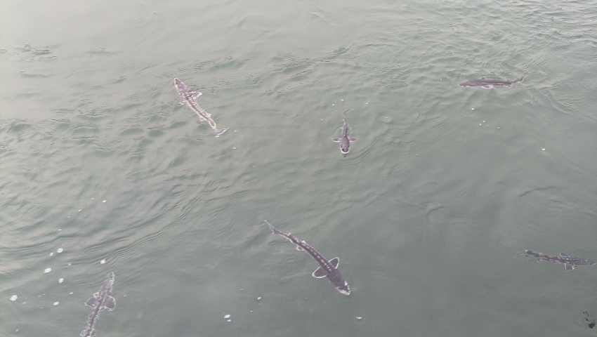 珍稀魚種——長江鱘。宜賓市廣播電視臺(tái)供圖